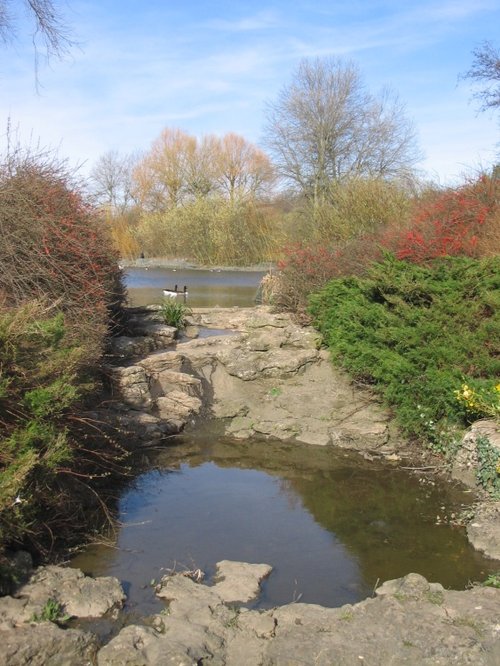 Ducks in the Boating Lake, Fairlands Valley Park, Hertfordshire