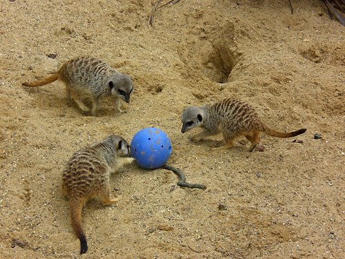 Africa Alive - African Animal Adventure Park, Kessingland, Suffolk