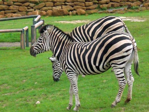 Africa Alive - African Animal Adventure Park, Kessingland, Suffolk