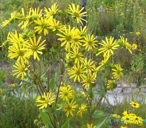 Flowers, The Eden Project, Bodelva, Cornwall