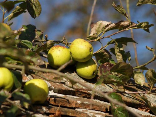 Apples on the wall of Chilton House, Chilton, Buckinghamshire