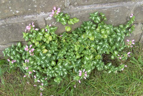 Flowers, Sprotbrough, South Yorkshire