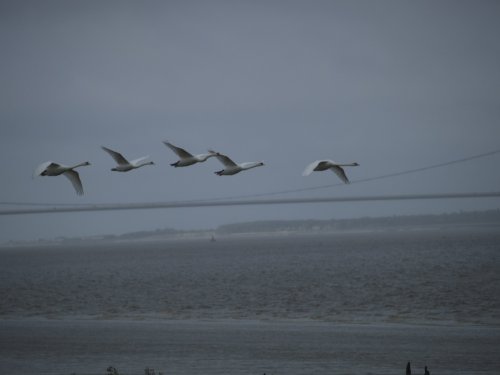 Swans in Flight over the River Humber, Lincolnshire