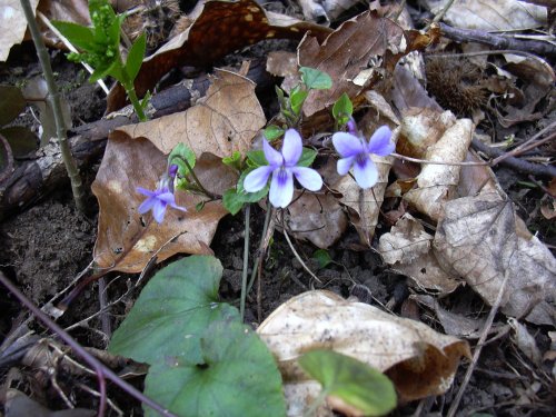Violets in Sprotbrough Flash woods, South Yorkshire