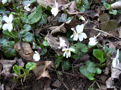 White violets in Sprotbrough Flash woods, South Yorkshire