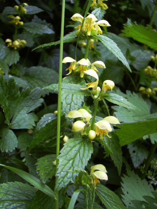 Yellow Archangel at Sprotbrough Flash, South Yorkshire