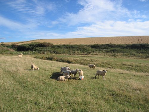 Trevarrian Countryside, Cornwall