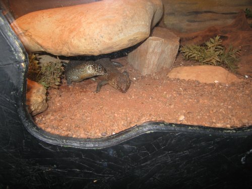 Newquay Zoo, Cornwall