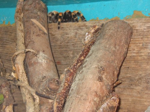 Tarantula at Newquay Zoo, Cornwall