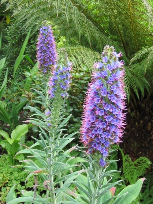 RHS Garden Rosemoor, Great Torrington, Devon