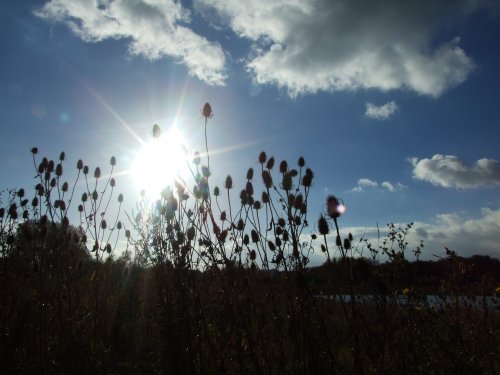 Cossington Meadows, Leicestershire