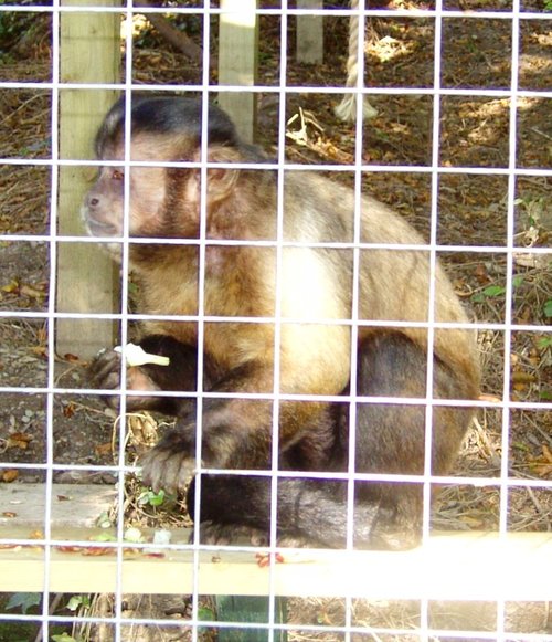 Monkeys, The Monkey Sanctuary, Looe, Cornwall