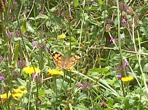 A painted lady butterfly, The Monkey Sanctuary, Looe, Cornwall