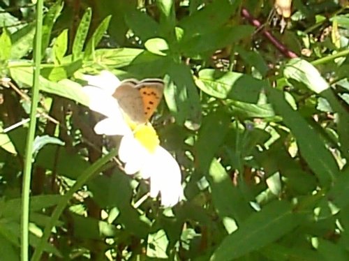 Small Copper butterfly, The Monkey Sanctuary, Looe, Cornwall