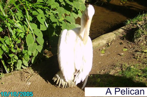 Pelican at Combe Martin Wildlife & Dinosaur Park, Watermouth, Devon