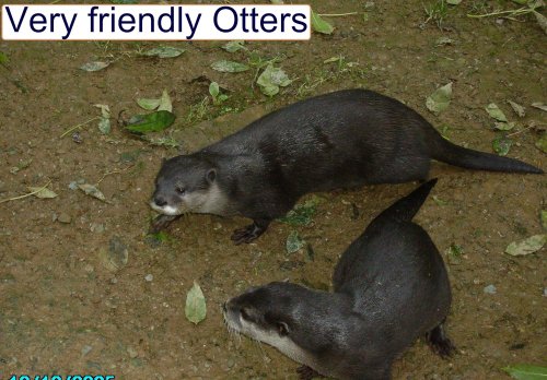 Otters at Combe Martin Wildlife & Dinosaur Park, Watermouth, Devon