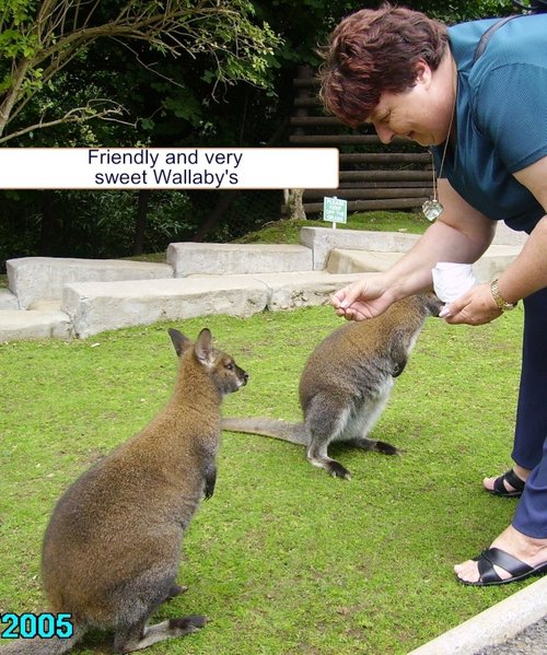 Wallabies at Combe Martin Wildlife & Dinosaur Park, Watermouth, Devon