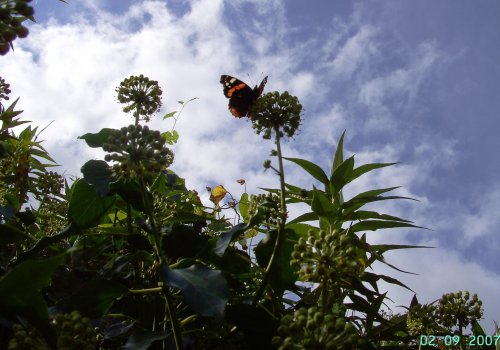 Red Admiral Butterfly, Talland, Cornwall