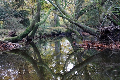 Reflection in The New Forest, Hampshire