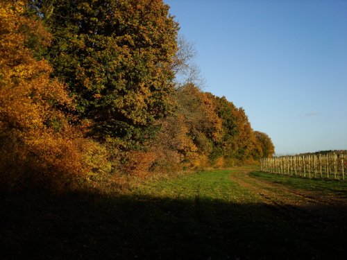 Autumn at Chartam Woods near Canterbury