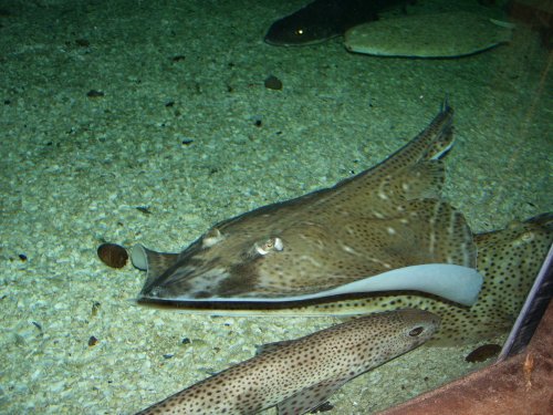 Sharks, Blue Reef Aquarium, Newquay, Cornwall