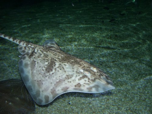 Blue Reef Aquarium, Newquay, Cornwall