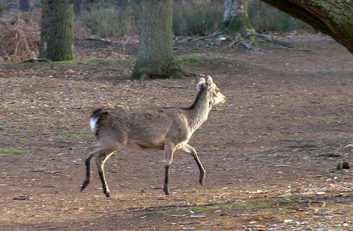 Sika doe at Arne RSPB Reserve, Dorset