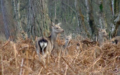 Sikas in the bracken at Arne RSPB Reserve, Dorset