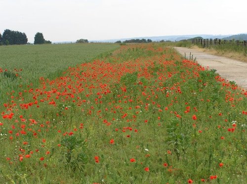 Tarrant Rushton, Dorset