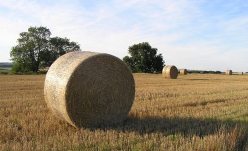 Harvest time on the airfield, Tarrant Rushton, Dorset