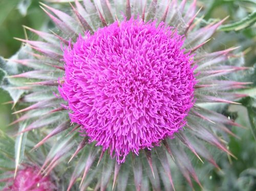 Spear Thistle, Tarrant Rushton, Dorset