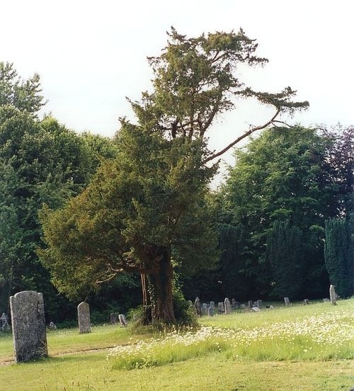 Yew Tree, Tarrant Rushton, Dorset