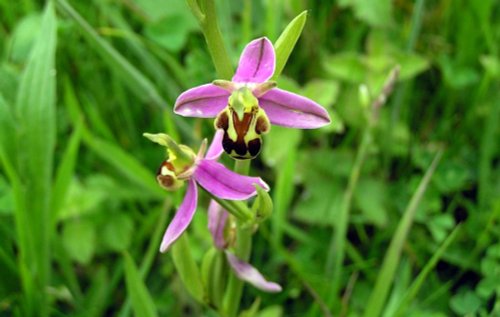 Bee Orchid