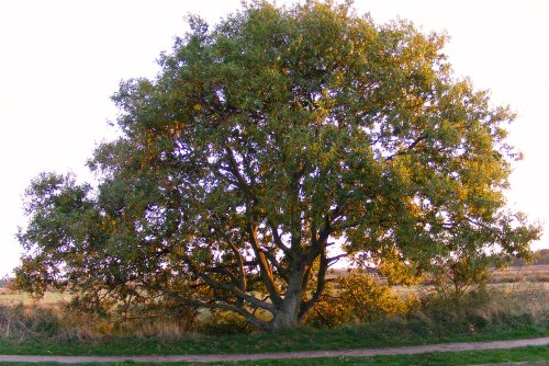 Horsey, late on an Autumn afternoon