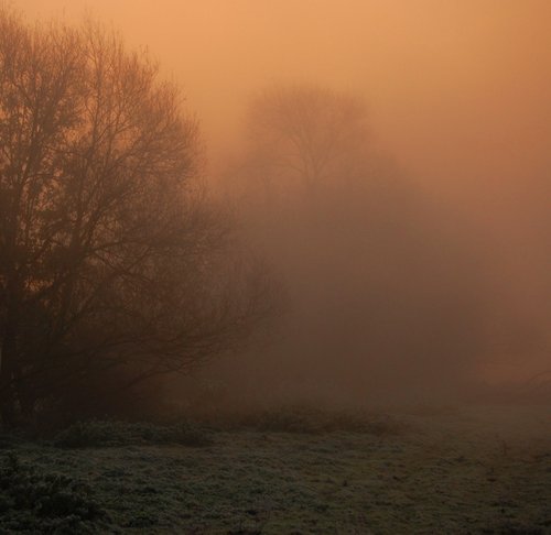 Trees in the mist over Kingsbury water park, early morning