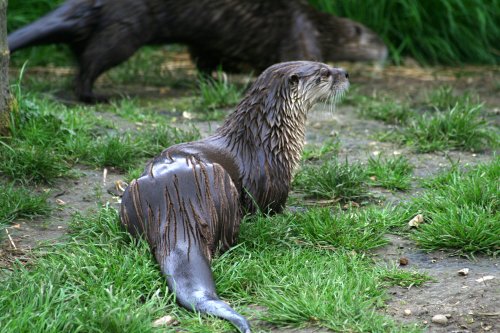 New Forest Otter, Owl and Wildlife Park