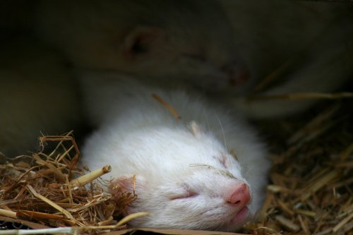 New Forest Otter, Owl and Wildlife Park