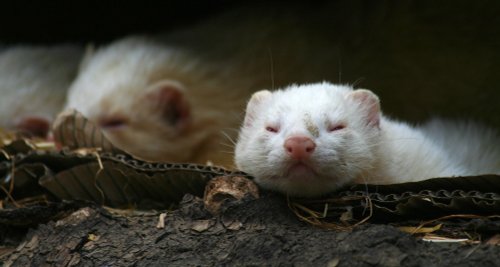 New Forest Otter, Owl and Wildlife Park