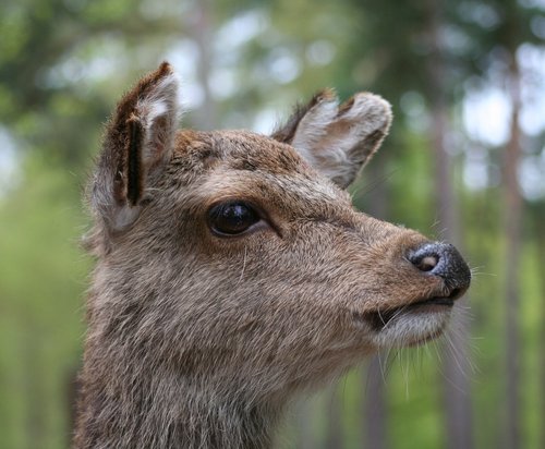 New Forest Otter, Owl and Wildlife Park