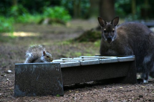 New Forest Otter, Owl and Wildlife Park