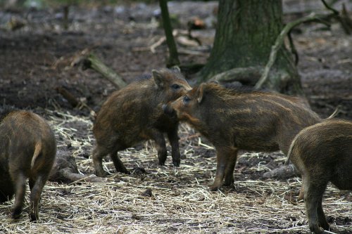 New Forest Otter, Owl and Wildlife Park