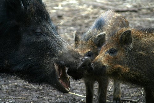 New Forest Otter, Owl and Wildlife Park