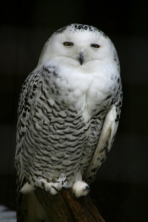 New Forest Otter, Owl and Wildlife Park