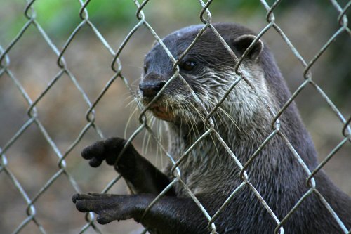 New Forest Otter, Owl and Wildlife Park