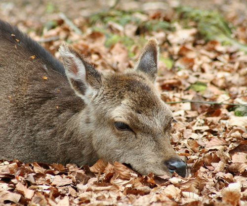 New Forest Otter, Owl and Wildlife Park