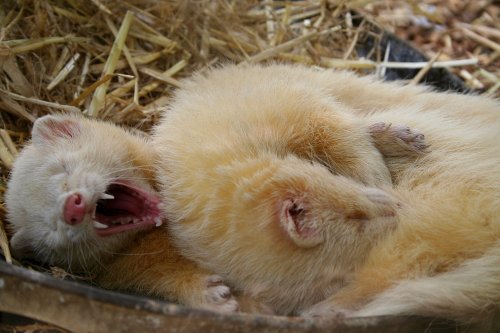 New Forest Otter, Owl and Wildlife Park