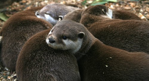 New Forest Otter, Owl and Wildlife Park, Hampshire