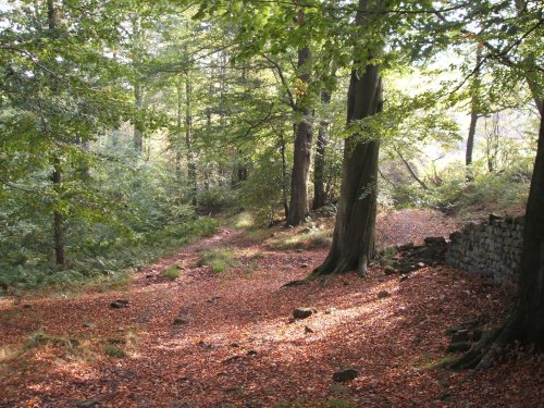 Autumn in Mill Wood, Hurst Green, Lancashire