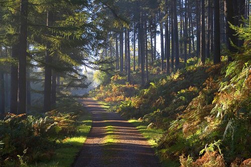 Autumn in the Forest 2