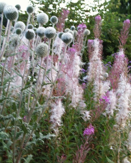 Willow Herb & Echinops